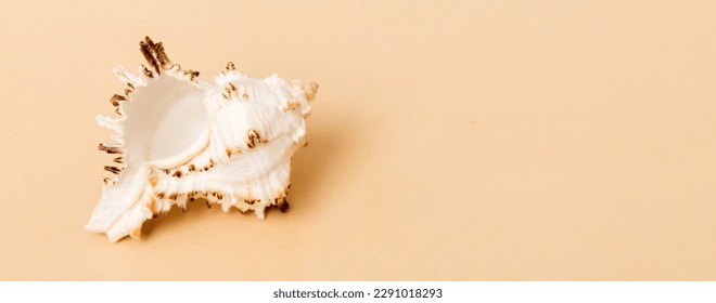 Beach seashells on colored background. Mock up with copy space.