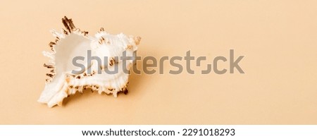 Beach seashells on colored background. Mock up with copy space.