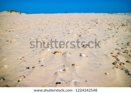 Beach with a lot of seashells on seashore in South Padre Island, Texas