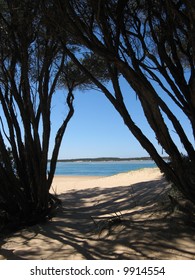 Beach seen through trees