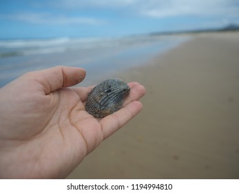 Beach shell held by hand in tropical place