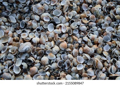 Beach Shell Texture Close Up