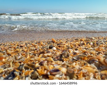 Beach with shells, beautiful background