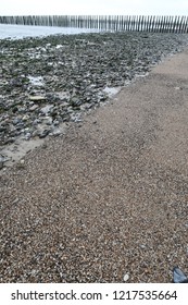 Beach shells water