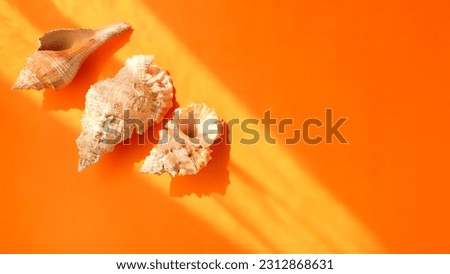 Beach snail on pastel orange background. Summer holiday background composition.