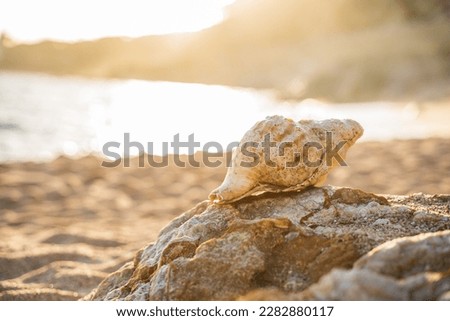 Beach at sunset with a large conch shell on the rocks in summer.