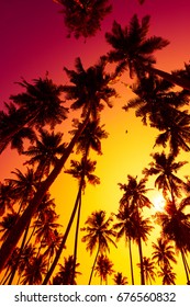 Beach sunset with palm trees silhouettes