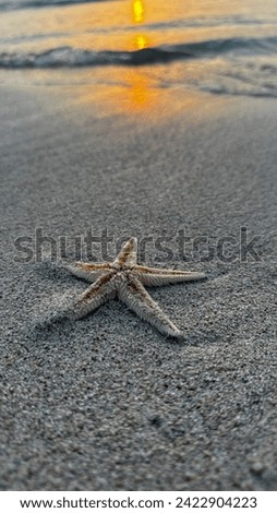 Beach, Sunset, Star, AbuDhabi, UAE, Water, SeaStar