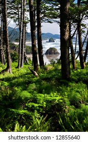 Beach Through the Trees