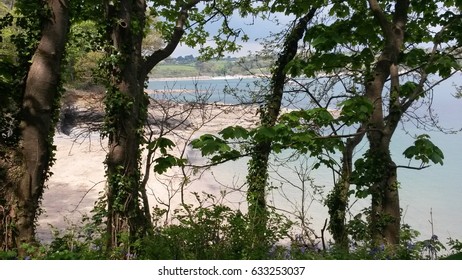 Beach through the Trees
