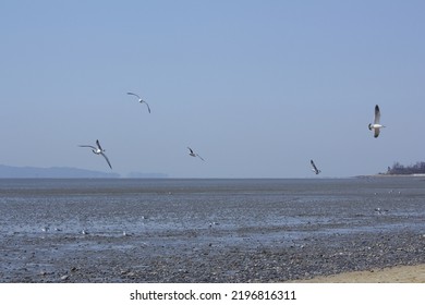 It Is A Beach With Tidal Flats.