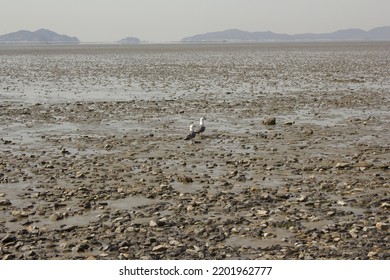 It Is A Beach With Tidal Flats.