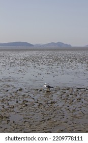 It Is A Beach With Tidal Flats.