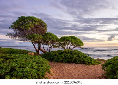 Beach Trail With A Cluster Of Trees At Sunset