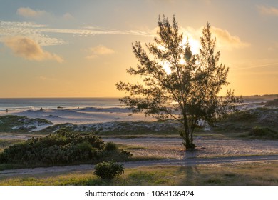 Beach Tree Sunset