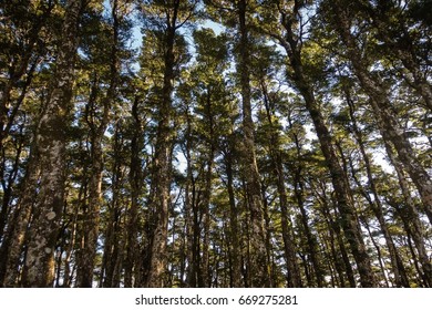 Beach trees in the New Zealand Forest