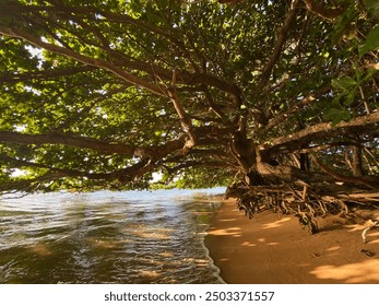 Beach with trees and rocks
