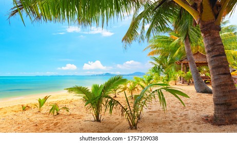 Beach With Tress And Sand