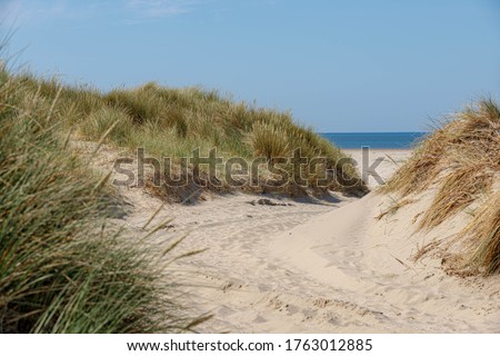 Beach view from the path sand between the dunes at Dutch north sea coastline with european marram grass (beach grass) along the dyke under blue clear sky, Noord Holland, Netherlands.