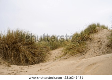 Beach view from the path sand between the dunes at Dutch coastline. Marram grass, Netherlands. The dunes or dyke at Dutch north sea coast