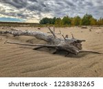 Beach wood from Lake McConaughy-Ogallala,NE