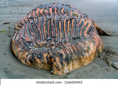 Beached dead Whale at Ruby Beach, Pacific Ocean, Washington State, USA