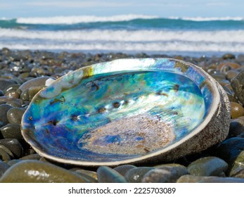 Beached empty Paua, Perlemoen or Abalone shell showing the iridescent nacre mother-of-pearl interior lying ashore on gravel beach