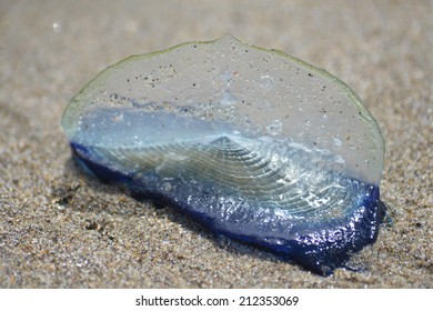 Beached Velella