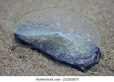 Beached Velella