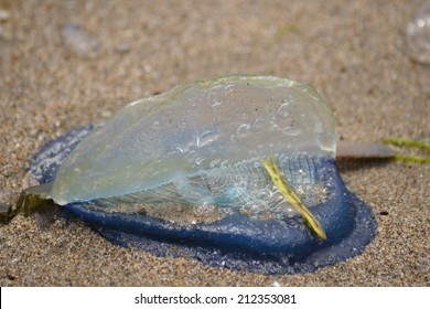 Beached Velella