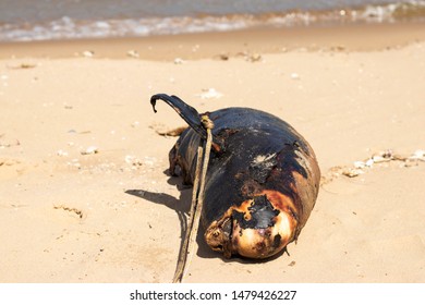 Beached Whale Harbor Porpoise Killed In An Accident With A Boat