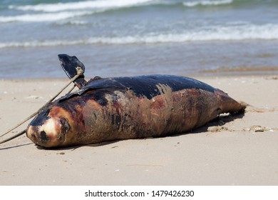 Beached Whale Harbor Porpoise Killed In An Accident With A Boat