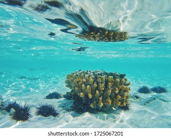 Beaches Of Zanzibar, Seafloor In The Indian Ocean        