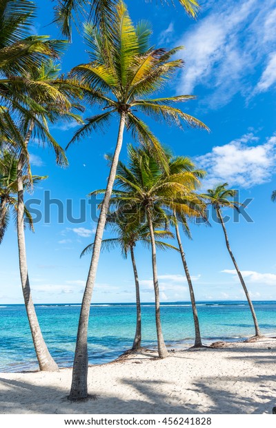 Beachfront Plage De La Caravelle Guadeloupe Nature Parks