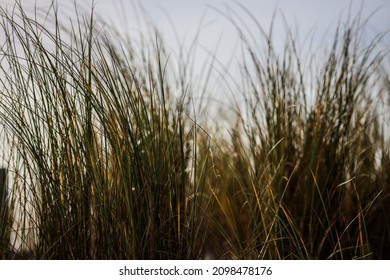 Beachgrass On The Dunes By Sunset