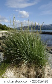 Beachgrass On Senjas Westcoast, Norway