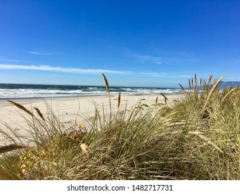 Beachgrass On The Washington  Coast