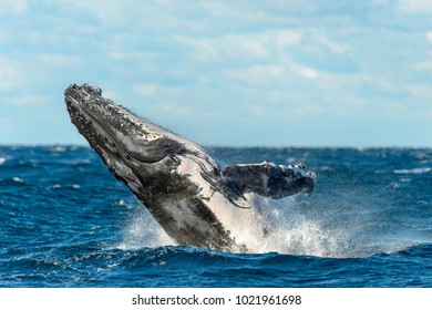 Beaching Humpback Whale. Sydney, Australia.