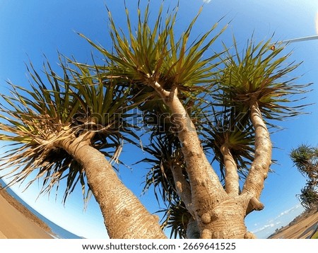 Beachside palm tree with weird nobs
