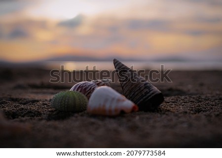 Beack shells and mediterranean sunset