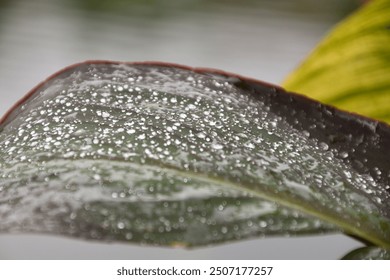 Beads of dew drops on a green leaf in tropical China - Powered by Shutterstock