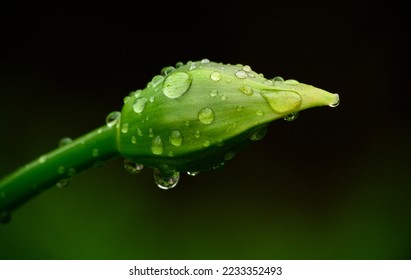 Beads of water cling to a fresh flower bud after a spring rain. Macro photograph of a flower bud with rain droplets.