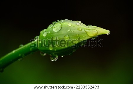 Beads of water cling to a fresh flower bud after a spring rain. Macro photograph of a flower bud with rain droplets.