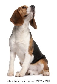 Beagle, 1 Year Old, Sitting And Looking Up In Front Of White Background