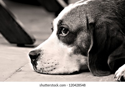 Chien Noir Et Blanc Images Stock Photos Vectors