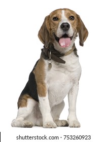 Beagle 5 Years Old Sitting Front Stock Photo 753260923 | Shutterstock