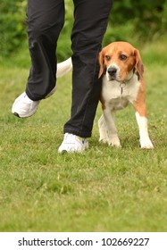 beagle agility