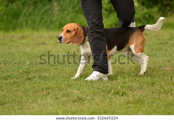 beagle agility