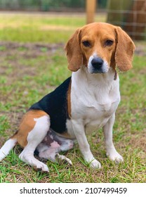 Beagle Around 2-3 Years Old Enjoying A Beautiful Day Outside