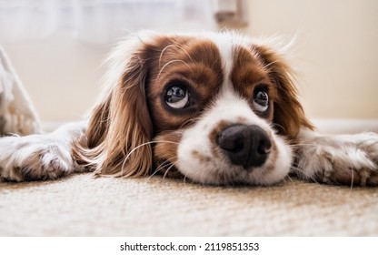 Beagle Baby Dog Sleeping In Carpet, Shinny, Innocent, Closeup Photo Of Dog, Nose, Eyes With Blur Background